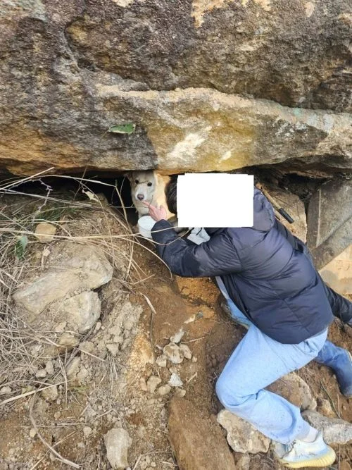 해남 땅끝마을 실종견 구조 후기