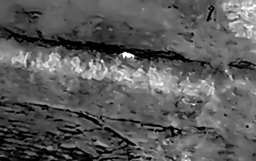 삭막한 겨울 들판,숨은 아이를 찾아냈습니다.