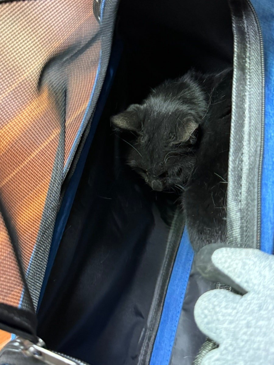 서울 도곡동 고양이 구조