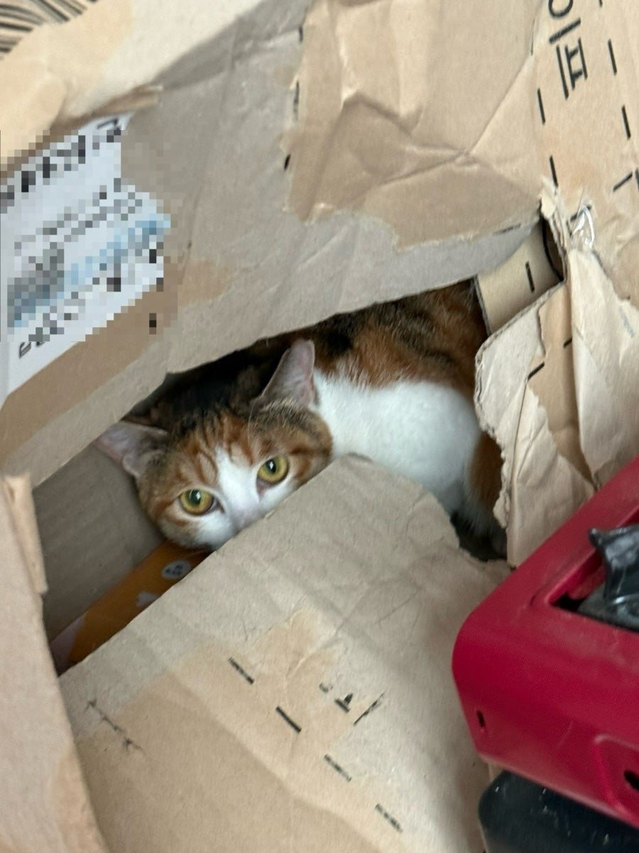 📍천안 고양이 구조 – 서랍장을 열고 계단 속으로 숨어버린 아이
